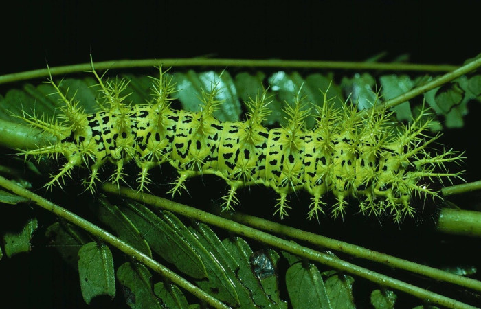 Fig. 5 Adulto <i>Molippa nibasa</i> (Saturniidae), vista dorsal, Area administrativa, Sector Santa Rosa, 675 m. 84-SRNP-1621-DHJ8486.jpg