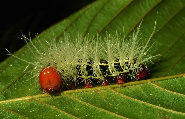 Fig. 9 Larva <i>Molippa tusina</i> (Saturniidae), vista dorsal, mide 55mm. Area administrativa, Sector Santta Rosa, 295 m. 00-SRNP-11592-DHJ54461.jpg