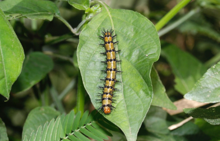 Fig.10 Larvas <i>Chlosyne janais</i>, (Nymphalidae), se alimenta <i>Asystasia gangetica</i>, (Acanthaceae), mostrando la parte dorsal entero. Voucher: 22-SRNP-31683-DHJ788795.jpg.