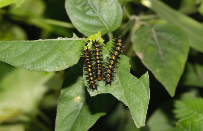 Fig.11 Larvas <i>Chlosyne janais</i>, (Nymphalidae), se alimenta <i>Asystasia gangetica</i>, (Acanthaceae), mostrando la parte dorsal entero y  habitát. Voucher: 22-SRNP-31683-DHJ788796.jpg.
