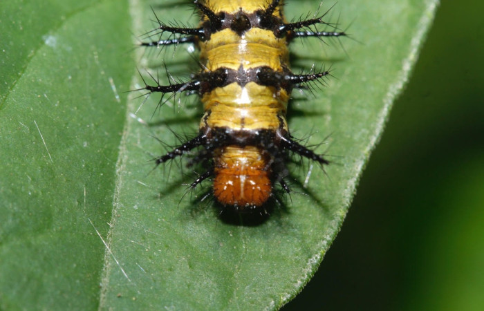 Fig.12 Larvas <i>Chlosyne janais</i>, (Nymphalidae), se alimenta <i>Asystasia gangetica</i>, (Acanthaceae), mostrando la parte dorsal tórax. Voucher: 22-SRNP-31683-DHJ788798.jpg.