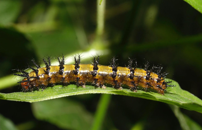 Fig.15 Larvas <i>Chlosyne janais</i>, (Nymphalidae), se alimenta <i>Asystasia gangetica</i>, (Acanthaceae), mostrando la parte lateral entero. Voucher: 22-SRNP-31683-DHJ788803.jpg.