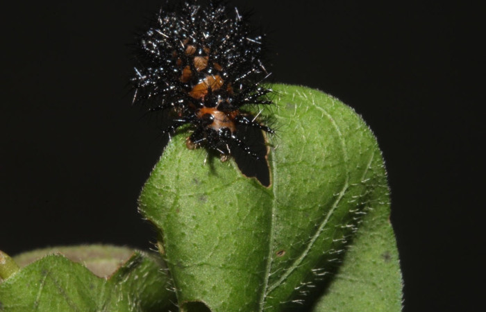 Fig.7 Larvas <i>Chlosyne janais</i>, (Nymphalidae), se alimenta <i>Stenostephanus leiorhachis</i>, (Acanthaceae), mostrando la parte trasera. Voucher: 17-SRNP-40857-DHJ725241.jpg.