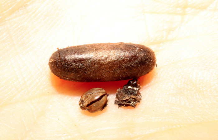 Fig. 10 capullo de <i>Enicospilus</i> flavostigmusDHJ21 (Tachiniiidae). (09-SRNP-32521-DHJ470037).