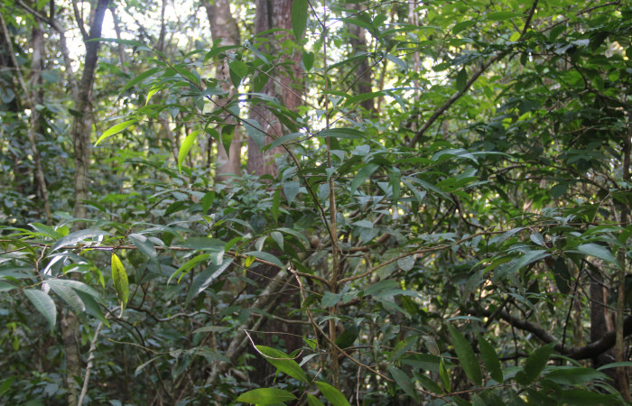 Fig. 11 Arbusto de <i>Erythroxylum macrophyllum</i> (Erythroxylaceae) Cañón Rio Mena Sector Del Oro, 19 de Marzo 2019. Fotografía Roster Moraga Medina.