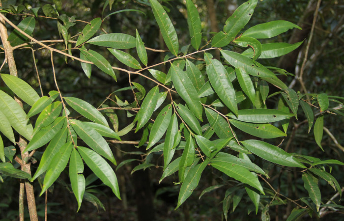 Fig. 12 Rama de <i>Erythroxylum macrophyllum</i> (Erythroxylaceae) Cañón Rio Mena Sector Del Oro, 19 de Marzo 2019. Fotografía Roster Moraga Medina.