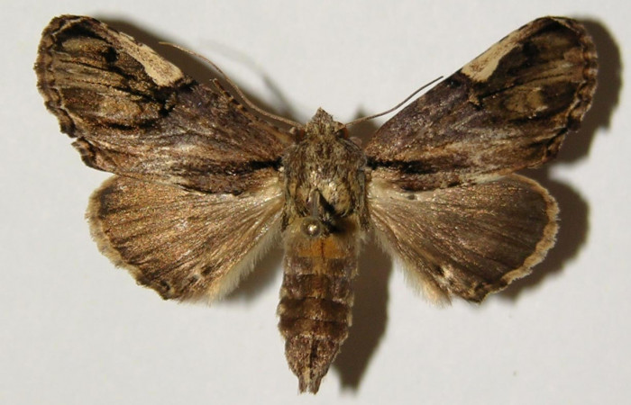 Fig. 1 Vista dorsal hembra <i>Chadisrochroa zabena</i> (Notodontidae). (04-SRNP-20294-DHJ301354).