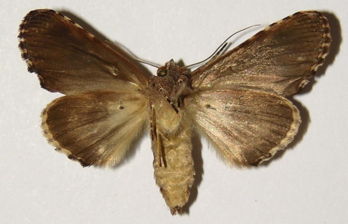 Fig. 2 Vista ventral hembra <i>Chadisrochroa zabena</i> (Notodontidae). (04-SRNP-20294-DHJ301355).