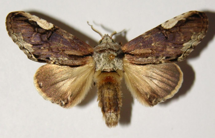 Fig 3 Vista dorsal macho <i>Chadisrochroa zabena</i> (Notodontidae). (02-SRNP-23042-DHJ301352).