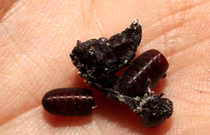 Fig. 9 Puparias vacias de <i>Lespesia</i> Wood33DHJ03 (Tachiniiidae). (10-SRNP-5163-DHJ496177).