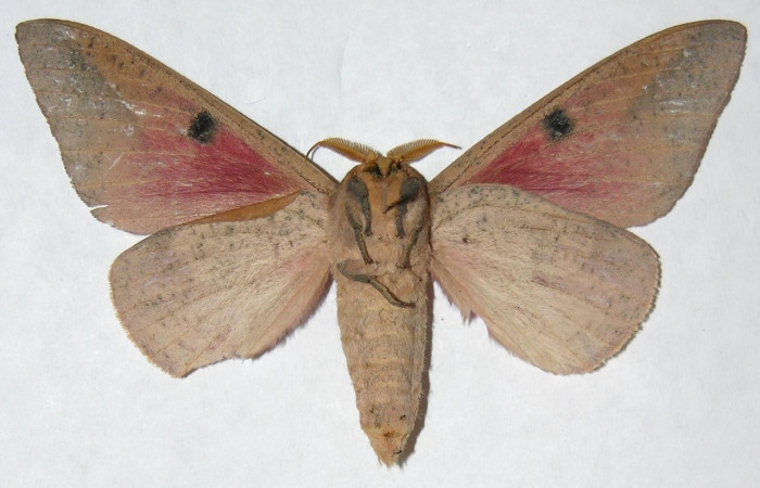 Figura 10. Adulto macho de <i>Syssphinx</i> collaDHJ01 (Saturniidae), vista ventral. Voucher 06-SRNP-15860-DHJ347685.jpg.
