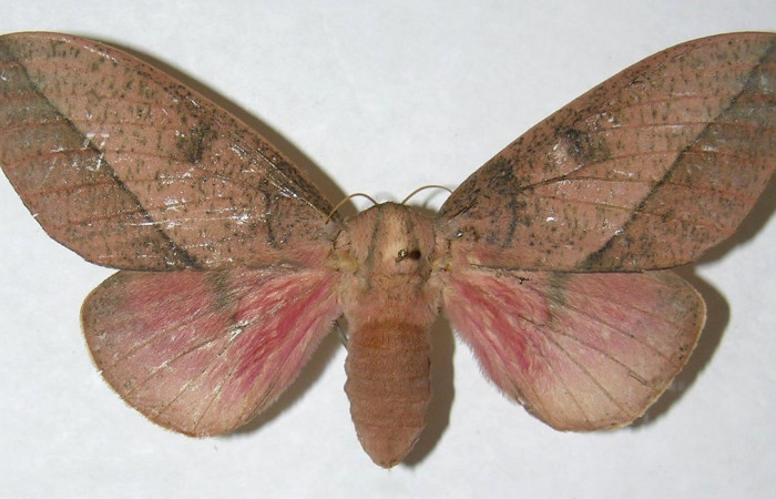 Figura 7. Adulto hembra de <i>Syssphinx</i> collaDHJ01 (Saturniidae), vista dorsal. Voucher 06-SRNP-15938-DHJ348092.jpg.