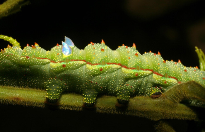 Figura 5. <i>Syssphinx</i> collaDHJ01 (Saturniidae), último estadio posición lateral, Estación Biológica La Perla. Voucher 07-SRNP-57665-DHJ423301.jpg.