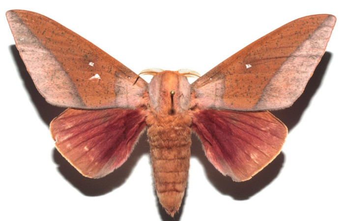 Figura 1. Adulto de <i>Syssphinx</i> collaDHJ01 (Saturniidae), vista dorsal. Voucher 13-SRNP-100605-DHJ673326.jpg.