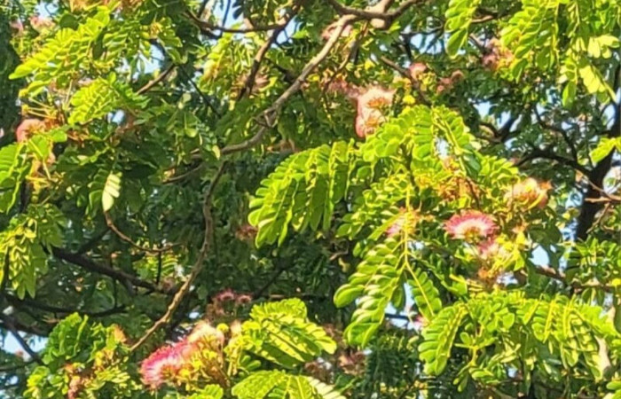 Figura 11. Planta hospedera de <i>Syssphinx</i> collaDHJ01 (Saturniidae), <i>Samanea saman</i> (Fabaceae). Foto. Especies vegetales del Area de Conservación Guanacaste.