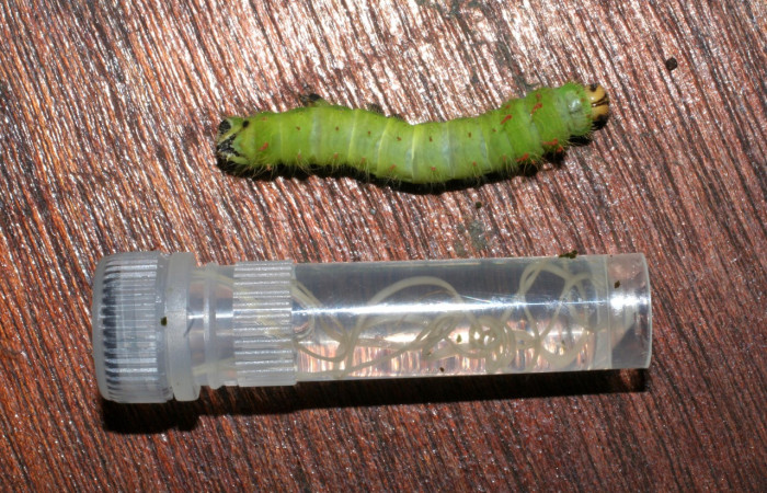 Fig. 24. Larvas de Nemátoda salieron dentro del cuerpo de larva de <i>Eacles</i> imperialisDHJ02 (Saturniidae). Voucher:05-SRNP-56491-DHJ408284.jpeg