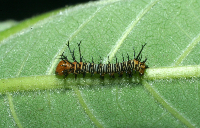 Fig. 6 Larva de <i>Eacles</i> imperialisDHJ02 (Saturniidae), larva en primer estadío, al nacer miden diez milímetros de longitud. Voucher: 09-SRNP-14234-DHJ456135.jpeg