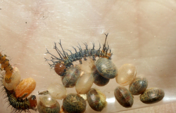 Fig. 5 Larvas de <i>Eacles</i> imperialisDHJ02 (Saturniidae), las larvitas tardan en nacer aproximadamente diez días, al nacer se alimentan del cascaron del huevo. Voucher: 81-SRNP-54-DHJ1665.jpeg