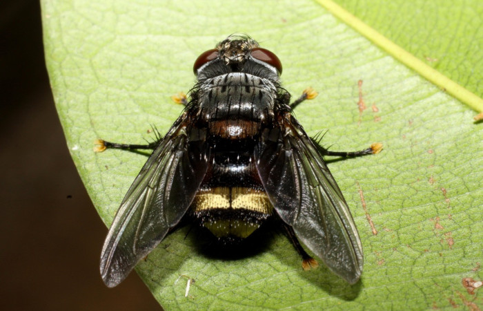 Fig. 21. <i>Belvosia</i> Woodley09 (Tachinidae), mosca que parásita larvas de <i>Eacles</i> imperialisDHJ02 (Saturniidae). Voucher:09-SRNP-14333-DHJ469872.jpeg