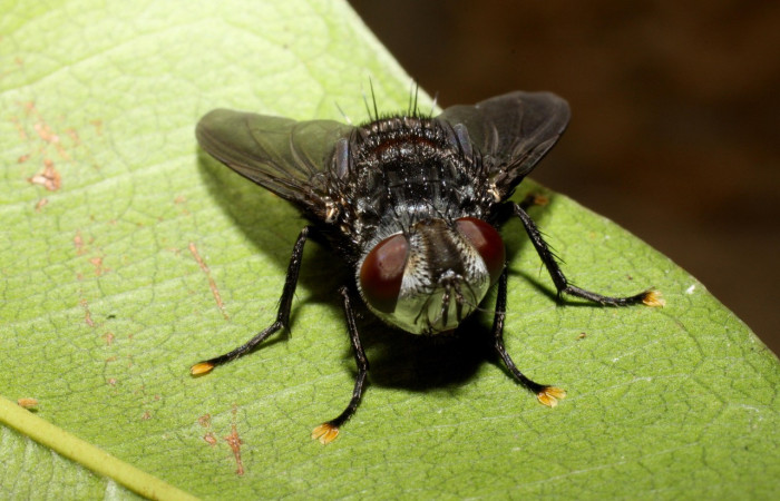 Fig. 20. <i>Belvosia</i> Woodley09 (Tachinidae), mosca que parásita larvas de <i>Eacles</i> imperialisDHJ02 (Saturniidae). Voucher:09-SRNP-14333-DHJ469873.jpeg