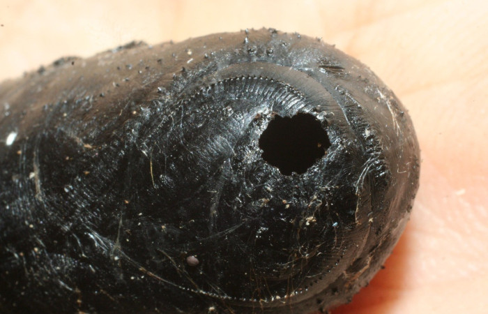 Fig. 23. Daño producido por avispa catalogada como hyperparásito <i>Neotheronia tacubaya</i> (Ichneumonidae). Voucher:09-SRNP-14337-DHJ463731.jpeg