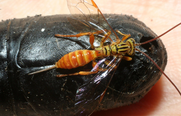 Fig. 22. <i>Neotheronia tacubaya</i> (Ichneumonidae), avispa hyperparásito parasitando puparios de  <i>Belvosia</i> Woodley09. Voucher:09-SRNP-14337-DHJ463737.jpeg