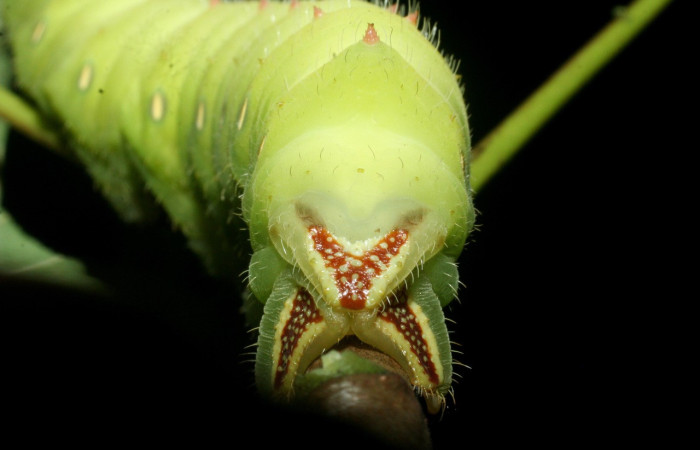 Fig. 16. Detalle posterior dorsal de <i>Eacles</i> imperialisDHJ02 (Saturniidae), larva de color verde. Voucher:09-SRNP-15406.02-DHJ469927.jpeg