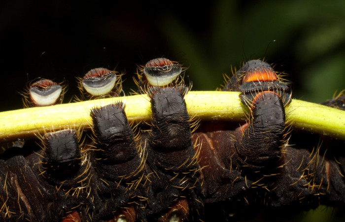 Fig. 17. Detalle de patas falsa de <i>Eacles</i> imperialisDHJ02 (Saturniidae). Voucher:10-SRNP-12676-DHJ471136.jpeg