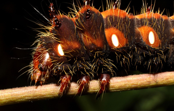Fig. 11. Detalle cabeza lateral de  <i>Eacles</i> imperialisDHJ02 (Saturniidae), patas torácicas color café. Voucher:10-SRNP-12676-DHJ471138.jpeg