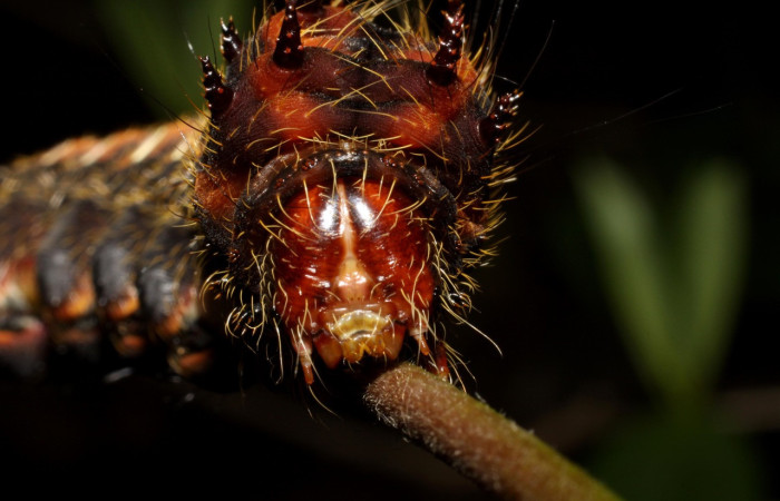 Fig. 12. Detalle color de cabeza de <i>Eacles</i> imperialisDHJ02 (Saturniidae),  Voucher:10-SRNP-12676-DHJ471146.jpeg