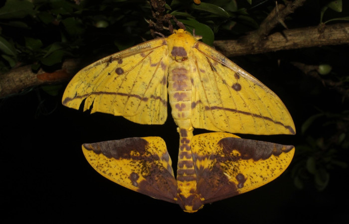 Fig. 1. Adultos de <i>Eacles</i> imperialisDHJ02 durante la cópula el macho fertiliza con su esperma los huevos de la hembra.  Voucher: 10-SRNP-12798-DHJ475923.jpeg