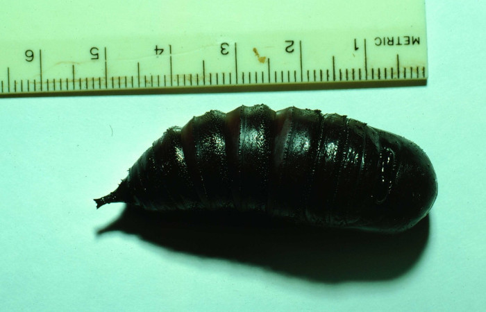 Fig. 25. Pupa de <i>Eacles</i> imperialisDHJ02 (Saturniidae). Voucher:81-SRNP-54-DHJ1661.jpeg