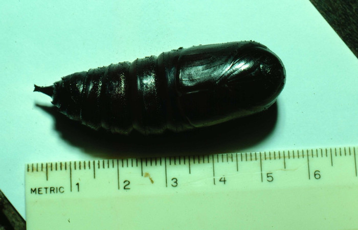 Fig. 26. Pupa de <i>Eacles</i> imperialisDHJ02 (Saturniidae). Voucher:81-SRNP-54-DHJ1663.jpeg