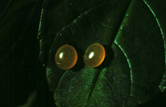 Fig. 3. Huevos de Eacles imperialisDHJ02 (Saturniidae), puestos en planta hospedara después de ser fertilizados por el macho. Voucher: 81-SRNP-54-DHJ1665.jpeg