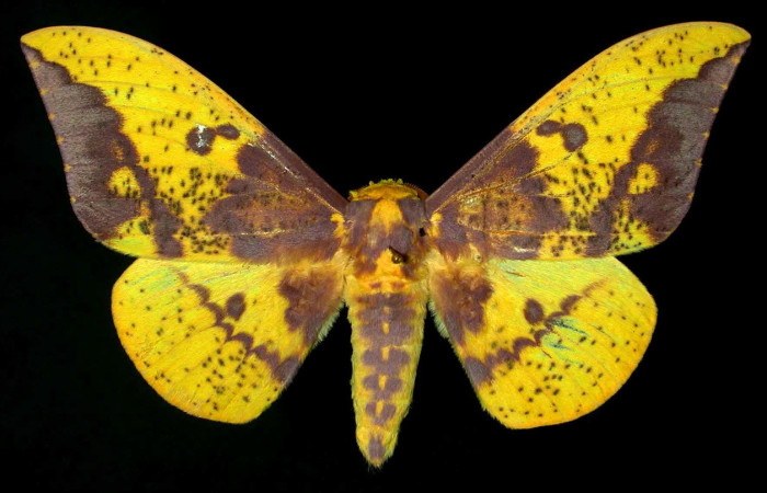 Fig. 27. Macho de <i>Eacles</i> imperialisDHJ02 (Saturniidae), con mucho más patrones en sus las anteriores que la hembra.Voucher:99-SRNP-11696-DHJ31193.jpeg