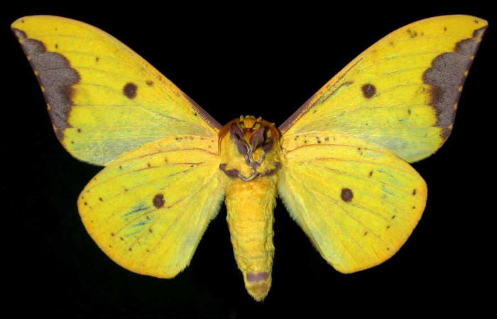 Fig. 28. Macho de <i>Eacles</i> imperialisDHJ02 (Saturniidae), vista ventral predominado su coloración amarilla. Voucher:99-SRNP-11696-DHJ31194.jpeg