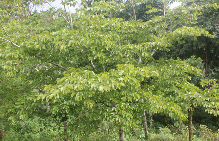 Fig. 8. Planta hospedera <i>Hymenaea courbaril</i> (Fabaceae).  de <i>Eacles</i> imperialisDHJ02.Foto: Duvalier Briceño, Brasilia 19  julio 2022.