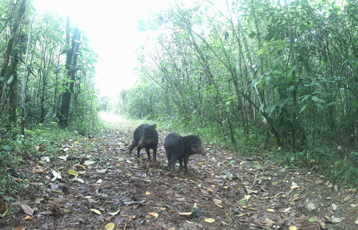 Figura. 1. Chanco de monte <i>Tayassu pecari</i> (Tayassuidae), foto captada por cámara trampa, 17 Diciembre 2022, en Estación Biológica Quica, Sector Pitilla, Area de Conservación Guanacaste (ACG) (470m). Foto:DSCF0007.jpg.
