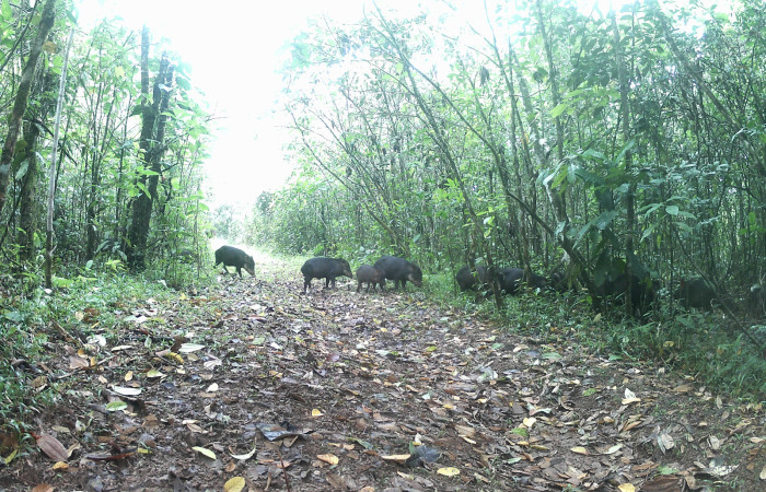 Figura. 2. Chanco de monte <i>Tayassu pecari</i> (Tayassuidae), foto captada por cámara trampa, 17 Diciembre 2022, en Estación Biológica Quica, Sector Pitilla, Area de Conservación Guanacaste (ACG) (470m). Foto:DSCF0015.jpg.
