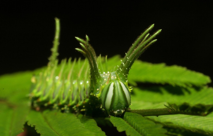 Fig. 10 Larva <i>Ptiloscola</i> dargeiDHJ02 (Saturniidae), vista lateral; mide 24mm. Sendero Mamones, Sector Mundo Nuevo, 365m. 06-SRNP-57689-DHJ417882.jpg