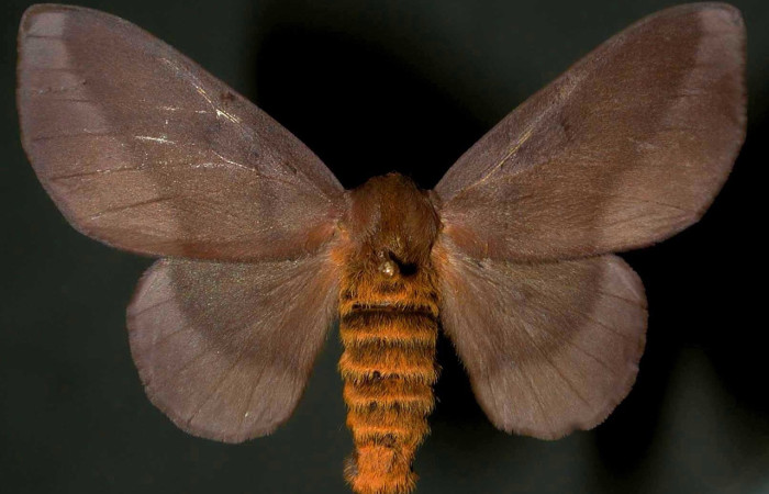 Fig. 11 Adulto <i>Ptiloscola dargei</i> (Saturniidae), vista dorsal; hembra; mide 49mm. Genova, Sector El Hacha, 210m. 00-SRNP-3180-DHJ31315.Fig. 12 Adulto <i>Ptiloscola dargei</i> (Saturniidae), vista dorsal; hembra; mide 49mm. Genova, Sector El Hacha, 210m. 00-SRNP-3180-DHJ31316.