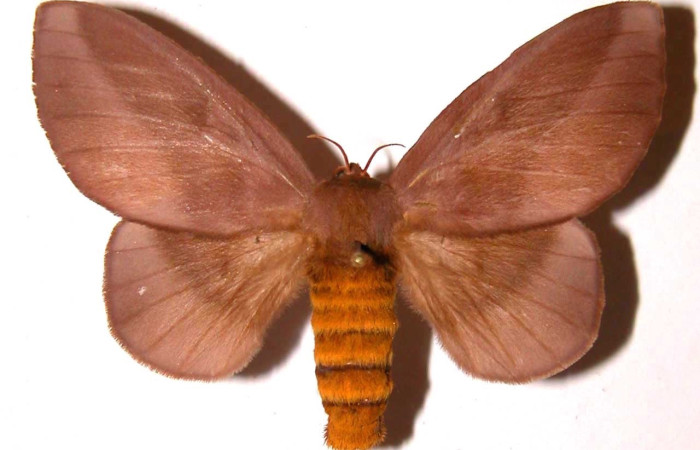 Fig. 15 Adulto <i>Ptiloscola</i> dargeiDHJ01 (Saturniidae), vista dorsal; hembra; mide 56mm. Cafetal, Sector Santa Rosa, 675m. 88-SRNP-509-DHJ36376.