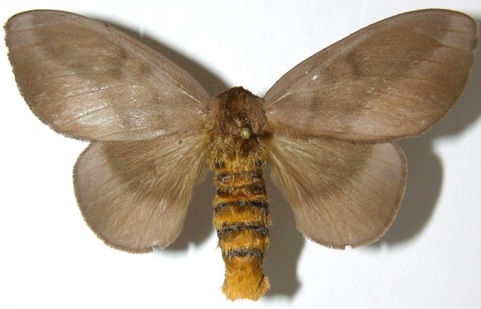 Fig. 1 Adulto <i>Ptiloscola</i> dargeiDHJ02 (Saturniidae), vista dorsal macho mide 49mm. Mamones, Sector Mundo Nuevo, 365m. 07-SRNP-59219-DHJ384922..