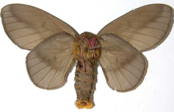 Fig. 2 Adulto <i>Ptiloscola</i> dargeiDHJ02 (Saturniidae), macho vista ventral mide 49mm. Mamones, Sector Mundo Nuevo, 365m. 07-SRNP-59219-DHJ384923.