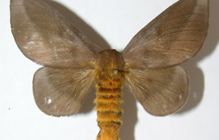 Fig. 3 Adulto <i>Ptiloscola</i> dargeiDHJ02 (Saturniidae), vista dorsal hembra mide 55mm. Mamones, Sector Mundo Nuevo, 365m. 08-SRNP-57837-DHJ508802.