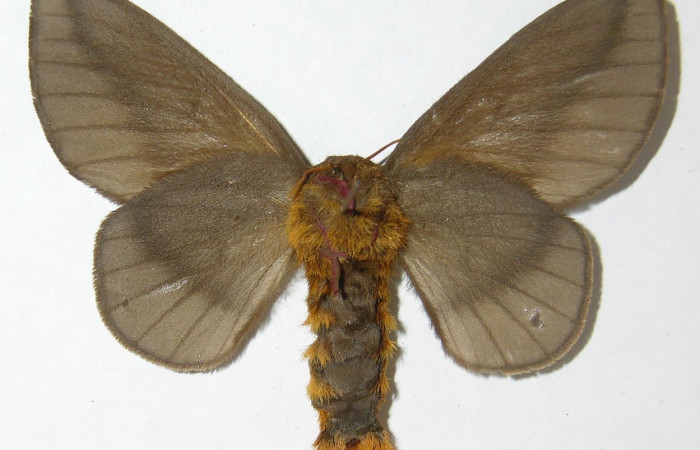 Fig. 4 Adulto <i>Ptiloscola</i> dargeiDHJ02 (Saturniidae), vista dorsal hembra mide 55mm. Mamones, Sector Mundo Nuevo, 365m. 08-SRNP-57837-DHJ508803.