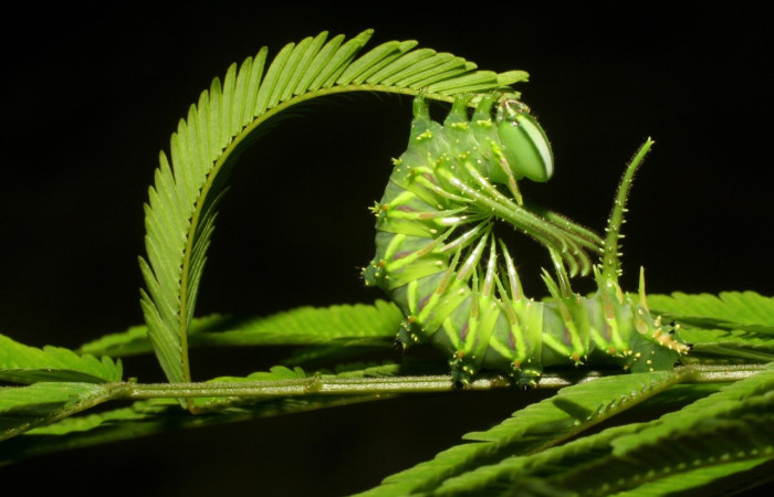 Fig. 5 Larva  <i>Ptiloscola</i> dargeiDHJ02 (Saturniidae), vista dorsal, hembra; mide 24mm. Sendero Mamones, Sector Mundo Nuevo, 365m. 06-SRNP-57689-DHJ417872.jpg