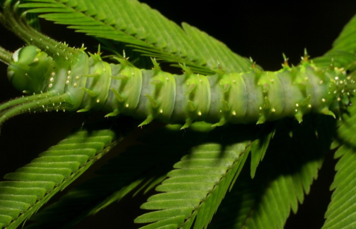 Fig. 6 Larva  <i>Ptiloscola</i> dargeiDHJ02 (Saturniidae), vista dorsal; hembra mide 24mm. Sendero Mamones, Sector Mundo Nuevo, 365m. 06-SRNP-57689-DHJ417886.