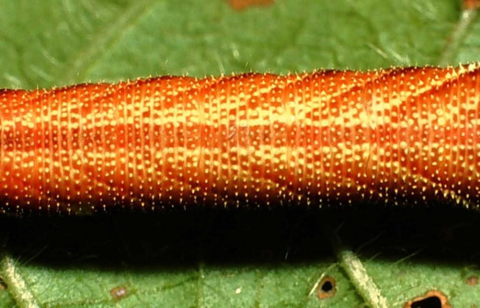 Figura 4. Larva en <i>Aellopos ceculus</i>, (Shingidae), en cuarto estadio alimentándose en <i>Sabicea panamensis</i> (Rubiaceae), posición dorsal, Sector Rincon Rain Forest, Estacion Caribe, (elevación 415 metros). 9 Marzo 2001. (01-SRNP-4379-DHJ58260.jpg).