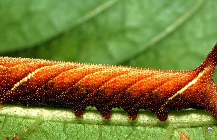 Figura 5. Larva <i>Aellopos ceculus</i>, (Shingidae), en cuarto estadio alimentándose en <i>Sabicea panamensis</i> (Rubiaceae), posición lateral, Sector Rincon Rain Forest, Estacion Caribe, (elevación 415 metros). 9 Marzo 2001. (01-SRNP-4379-DHJ58261.jpg).